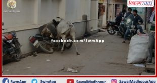 Terror of 2 stray bulls in the main market of Mitrapura