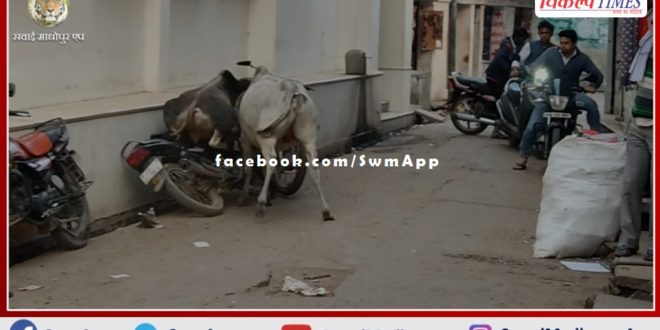 Terror of 2 stray bulls in the main market of Mitrapura