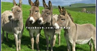 The theft of donkeys raised concern in Hanumangarh district of Rajasthan
