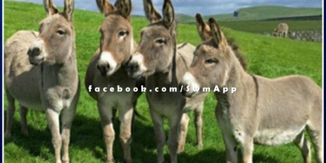 The theft of donkeys raised concern in Hanumangarh district of Rajasthan