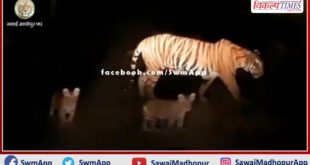 The tigress came out of the ranthambhore forest area with the cubs on the road