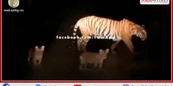 The tigress came out of the ranthambhore forest area with the cubs on the road
