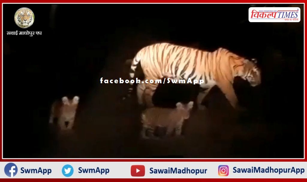 The tigress came out of the ranthambhore forest area with the cubs on the road