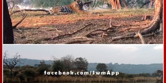 There has been a huge increase in the number of tourists in Ranthambhore due to winter holidays