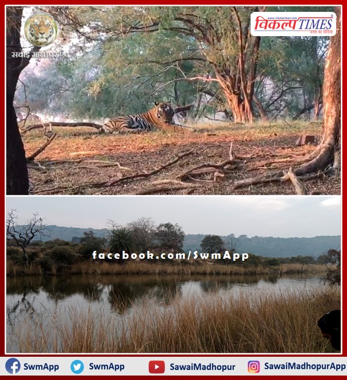 There has been a huge increase in the number of tourists in Ranthambhore due to winter holidays
