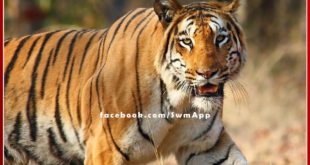 Tiger movement near Bhairu Darwaza, crowds of people gathered