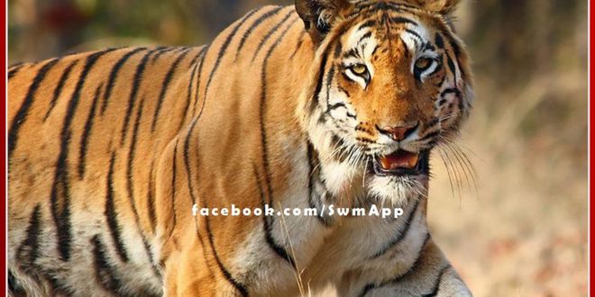 Tiger movement near Bhairu Darwaza, crowds of people gathered