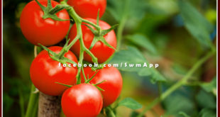 sawai madhopur news Crop insurance for tomato till 31st December