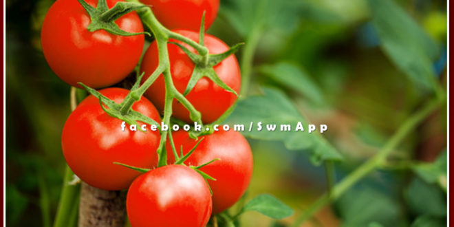sawai madhopur news Crop insurance for tomato till 31st December