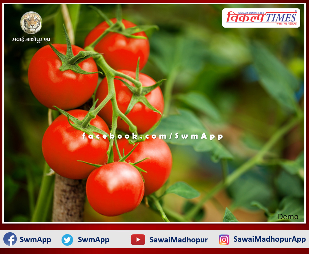 sawai madhopur news Crop insurance for tomato till 31st December