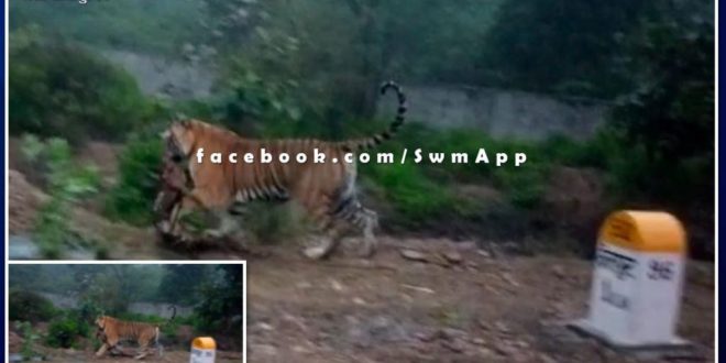 tiger came out of Ranthambore in the populated area