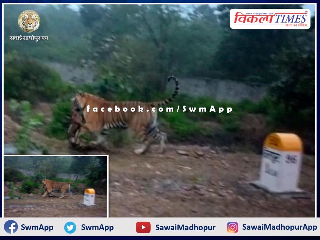 tiger came out of Ranthambore in the populated area