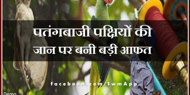 About 390 birds injured on the second day of Makar Sankranti in jaipur rajasthan