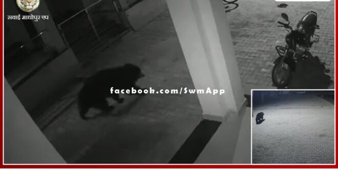 Bear came to the residential premises of medical workers near the general hospital in sawai madhopur