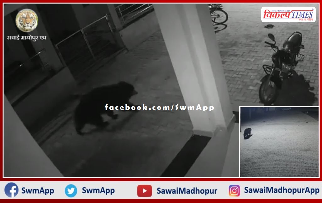 Bear came to the residential premises of medical workers near the general hospital in sawai madhopur