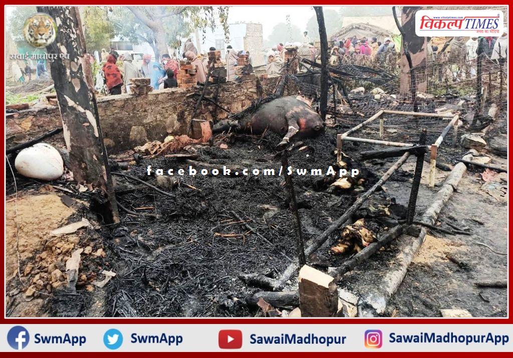 Hundred goats and buffaloes died due to fire in house in bamanwas