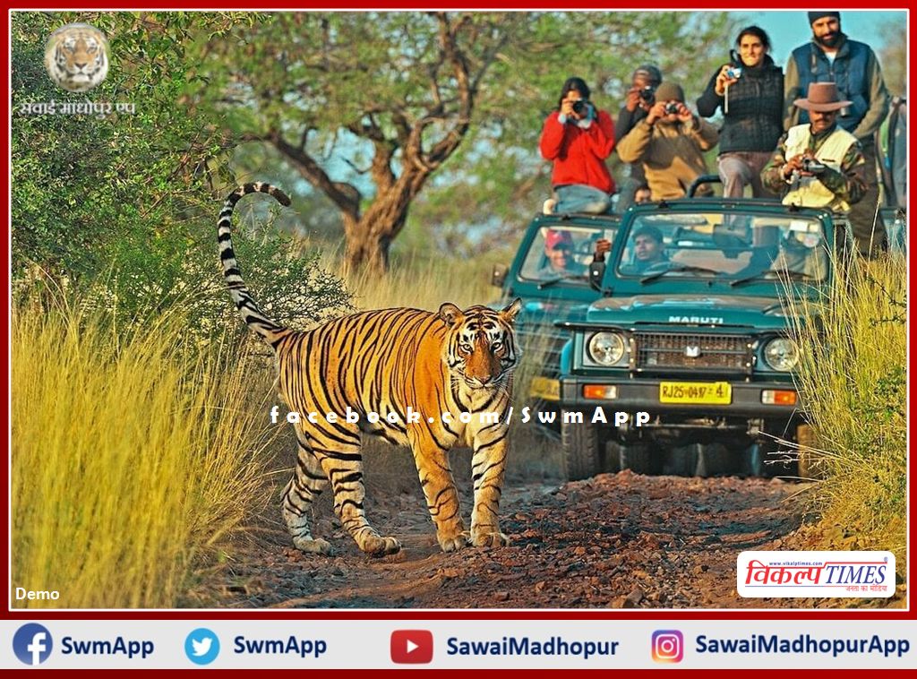Zone One of Ranthambore reopened, it was closed due to attack of tigress Sultana