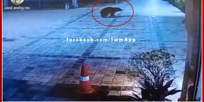 bear came out of the forest area and to the population area