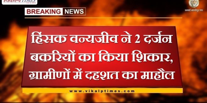 wildlife hunted 2 dozen goats in sawai madhopur