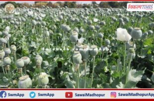 Big action of Narcotics team Gwalior and Kota, Opium cultivation caught in Bamanwas