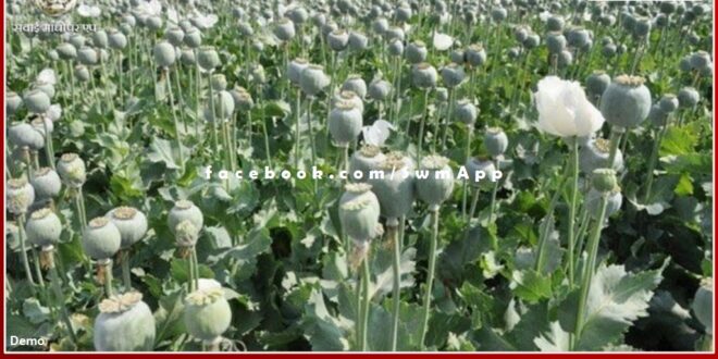 Big action of Narcotics team Gwalior and Kota, Opium cultivation caught in Bamanwas