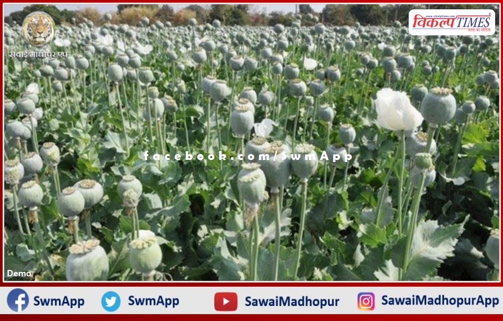 Big action of Narcotics team Gwalior and Kota, Opium cultivation caught in Bamanwas