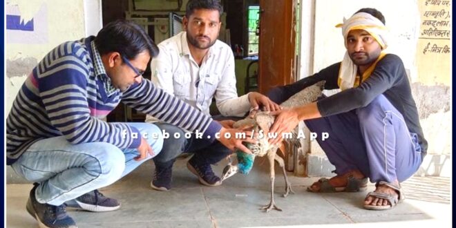 Bird lover's help saved the life of injured national bird peacock in sawai madhopur