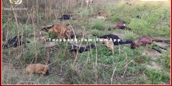More than 60 goats died due to unknown disease in Khandar subdivision area
