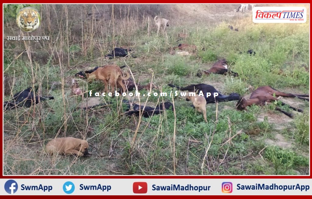 More than 60 goats died due to unknown disease in Khandar subdivision area