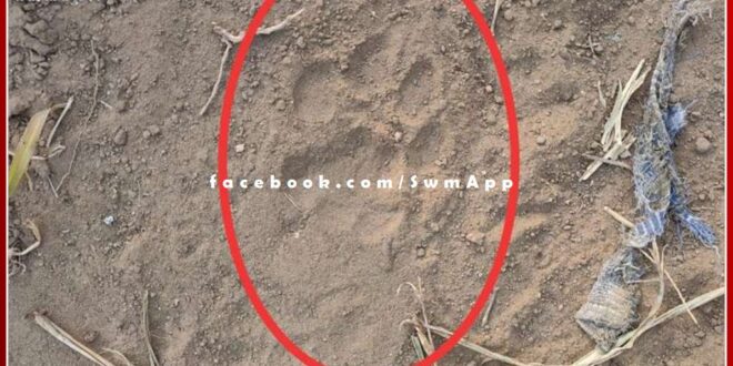 Panther movement once again in bonli area, panic among villagers