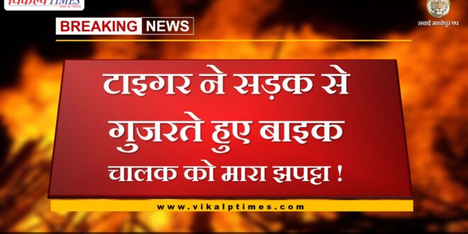 Tiger attacked on the bike driver while passing through the road at falodi range in sawai madhopur