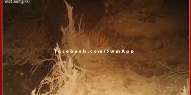 Tigress T-99 gave birth to three cubs in ranthambore national park