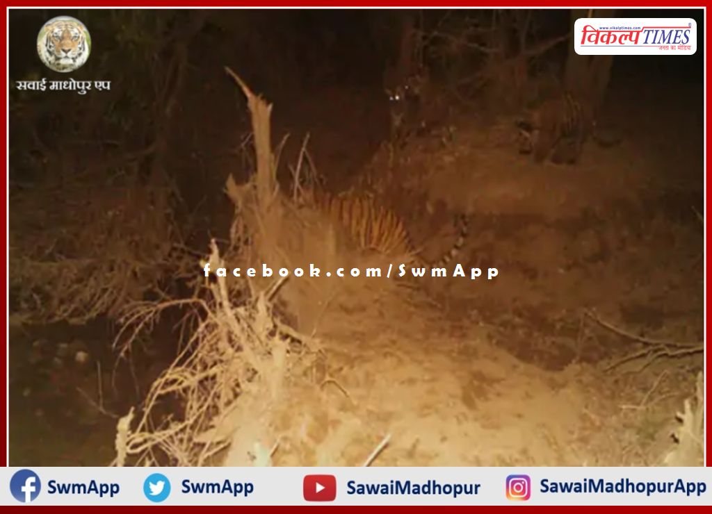 Tigress T-99 gave birth to three cubs in ranthambore national park