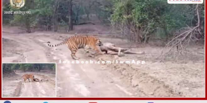 Tigress T-99 hunted camel in Ranthambore forest area