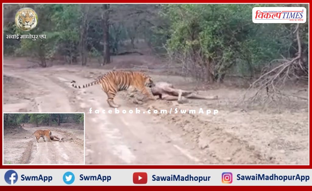 Tigress T-99 hunted camel in Ranthambore forest area