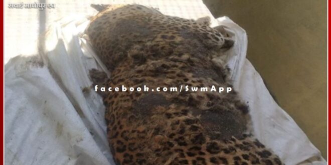 female panther dead body found in the field of ranthambore phalodi range
