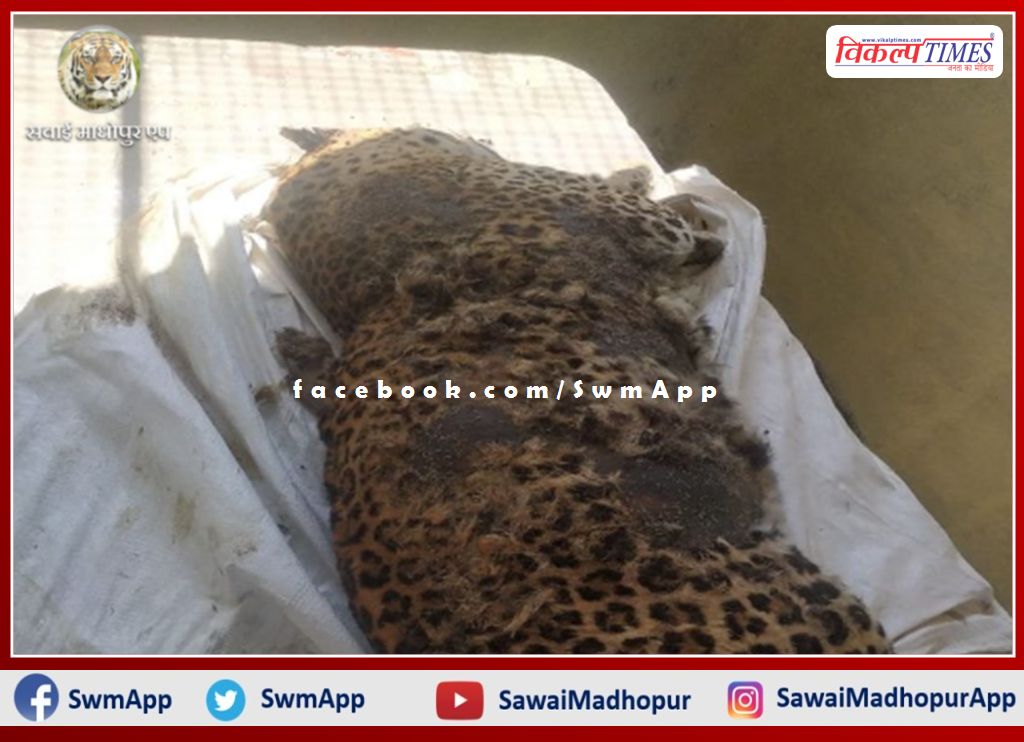 female panther dead body found in the field of ranthambore phalodi range