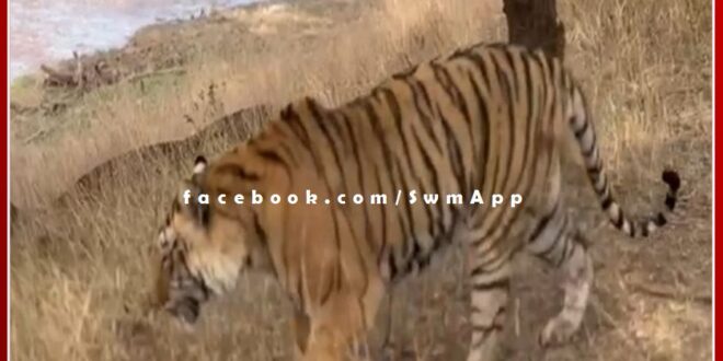 Big news from Ranthambore, Tiger T-120 seriously injured