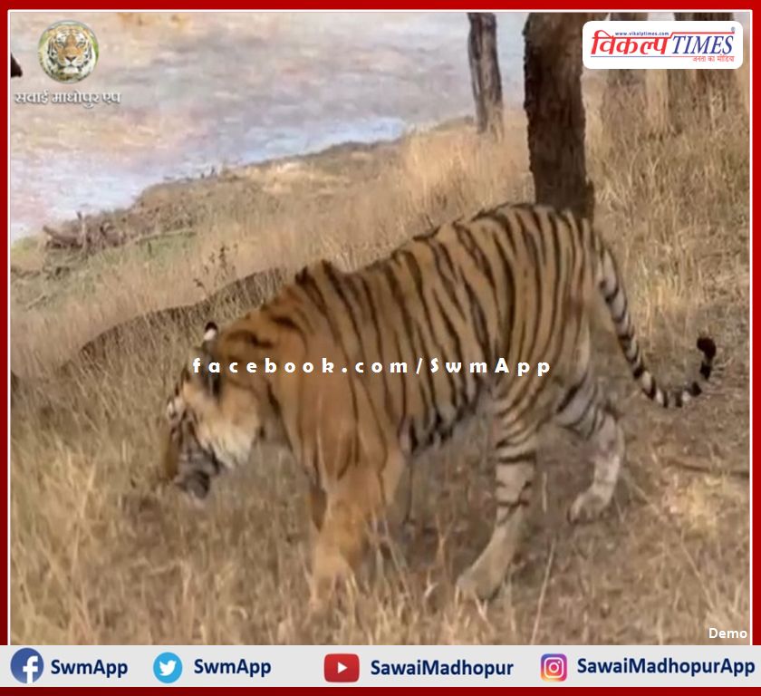 Big news from Ranthambore, Tiger T-120 seriously injured