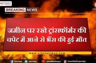 Buffalo dies after being hit by a transformer placed on the ground in sawai madhopur