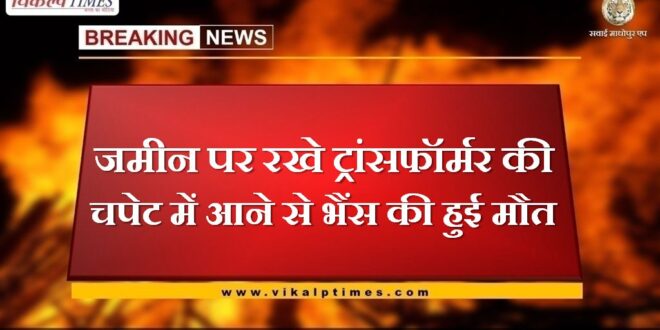 Buffalo dies after being hit by a transformer placed on the ground in sawai madhopur