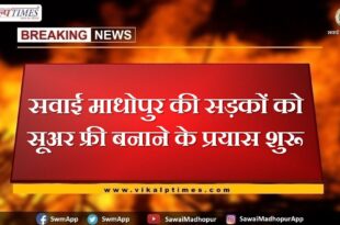 Efforts started to make the roads of Sawai Madhopur pig free