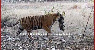 Good news from Ranthambore, Tigress T-39 Noor gave birth to a cub