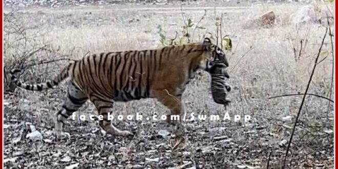 Good news from Ranthambore, Tigress T-39 Noor gave birth to a cub
