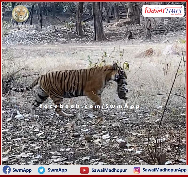 Good news from Ranthambore, Tigress T-39 Noor gave birth to a cub