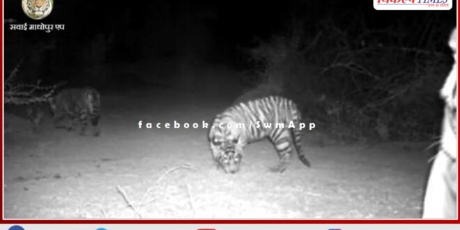 Good news from Ranthambore for wildlife lovers, Tigress-T 79 gave birth to two cub