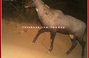 In Ranthambore, the noose of the hunt found hanging around the neck of the Nilgai