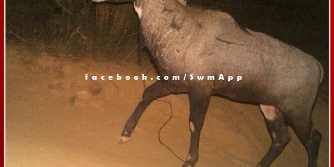 In Ranthambore, the noose of the hunt found hanging around the neck of the Nilgai