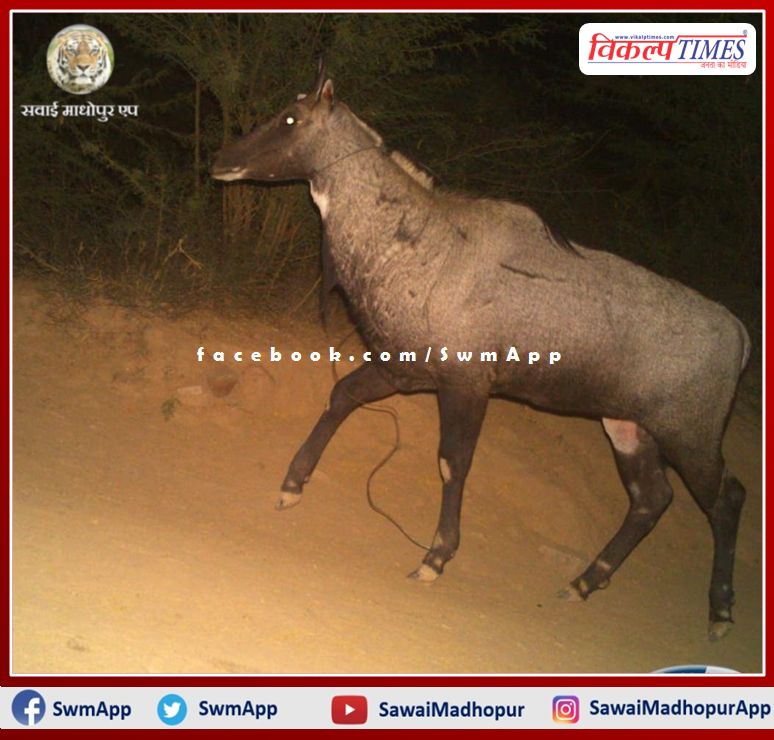 In Ranthambore, the noose of the hunt found hanging around the neck of the Nilgai