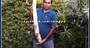 Massive radish more than three and a half feet and six and a half kilos produce in sawai madhopur